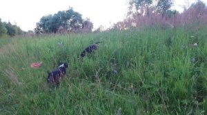 Для чего собаке Чип?Нужен ли Чип для собак? В чем преимущества и плюсы чипа.