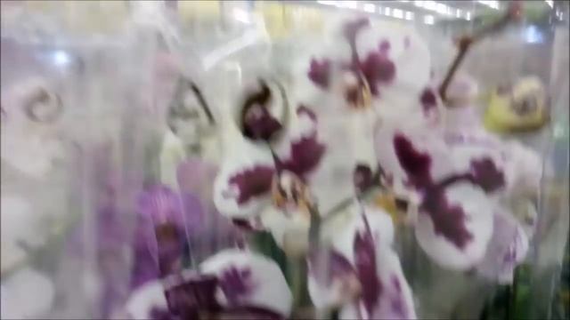 завоз орхидей МегАстрой г Саранск, шикарная корневая! смотреть онлайн