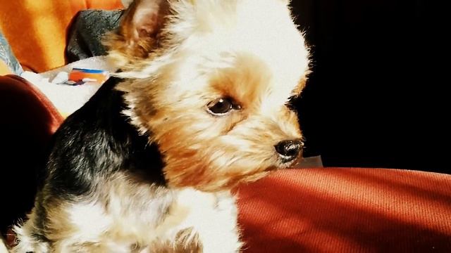 Лютик смотреть онлайн