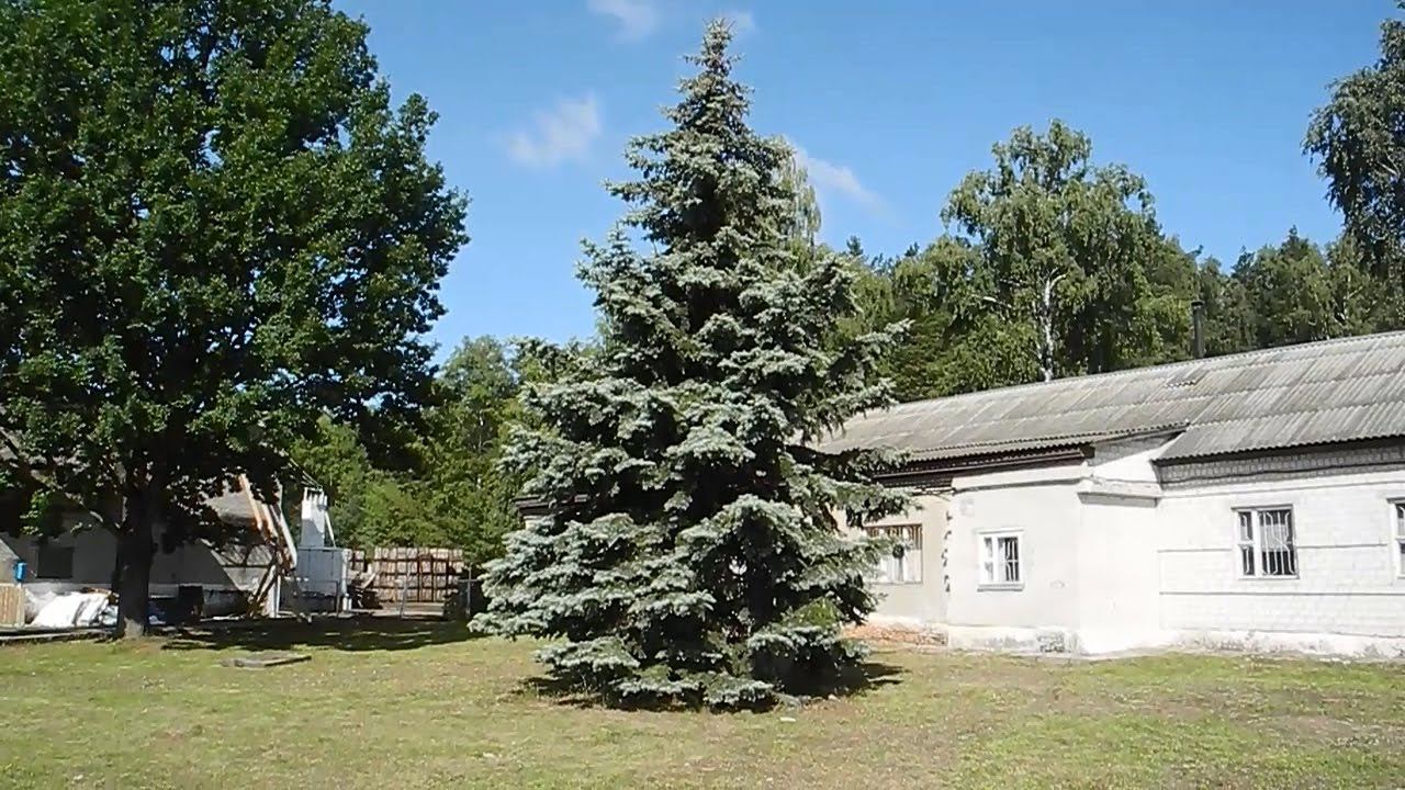 Своими руками разводим ГОЛУБУЮ ЕЛЬ смотреть онлайн