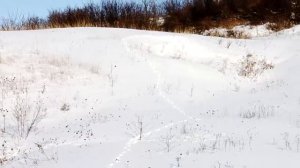 Пушкин под голубыми небемами