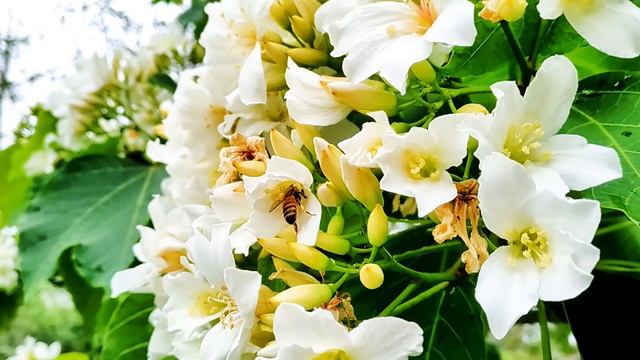 Honey bee busy collecting honey from Tung Flowers. смотреть онлайн