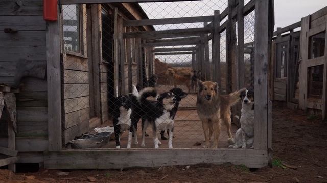 "Слата" передала приюту для бездомных собак "ПовоДог" полтонны корма смотреть онлайн