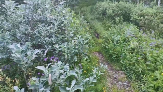 8 июля 2021. Заполярье. г. Кировск, Мурманская область. Северное лето. смотреть онлайн