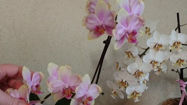 Необыкновенное цветение моих любимых орхидей смотреть онлайн