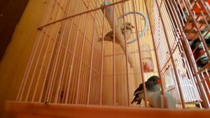 амадины идут  напоправку. клоака обрастает перьями