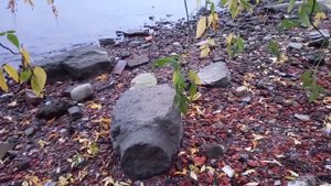 Допотопный Питер во время отлива. Ч.2