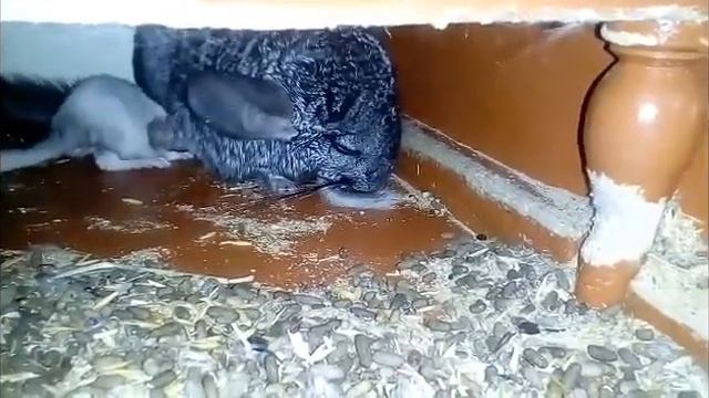 Шиншилла родила смотреть онлайн