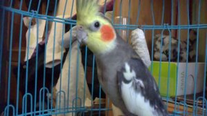 Злой попугайчик корелла