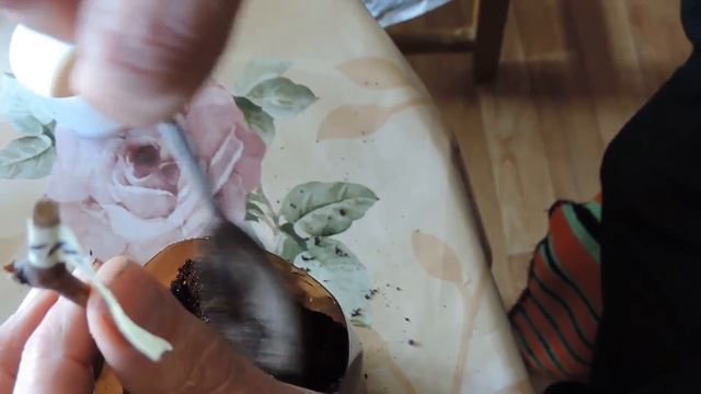 Домашнее укоренение черенков. Часть 4