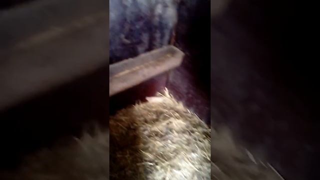 Где живёт коза? смотреть онлайн