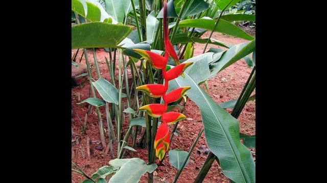 Amazing and Most Beautiful Heliconia Flowers Pictures смотреть онлайн