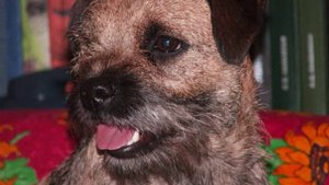 Все породы собак.Бордер Терьер(Border Terrier)
