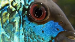 Будни аквариумиста. Нанокара блю неон. Nannacara neon blue