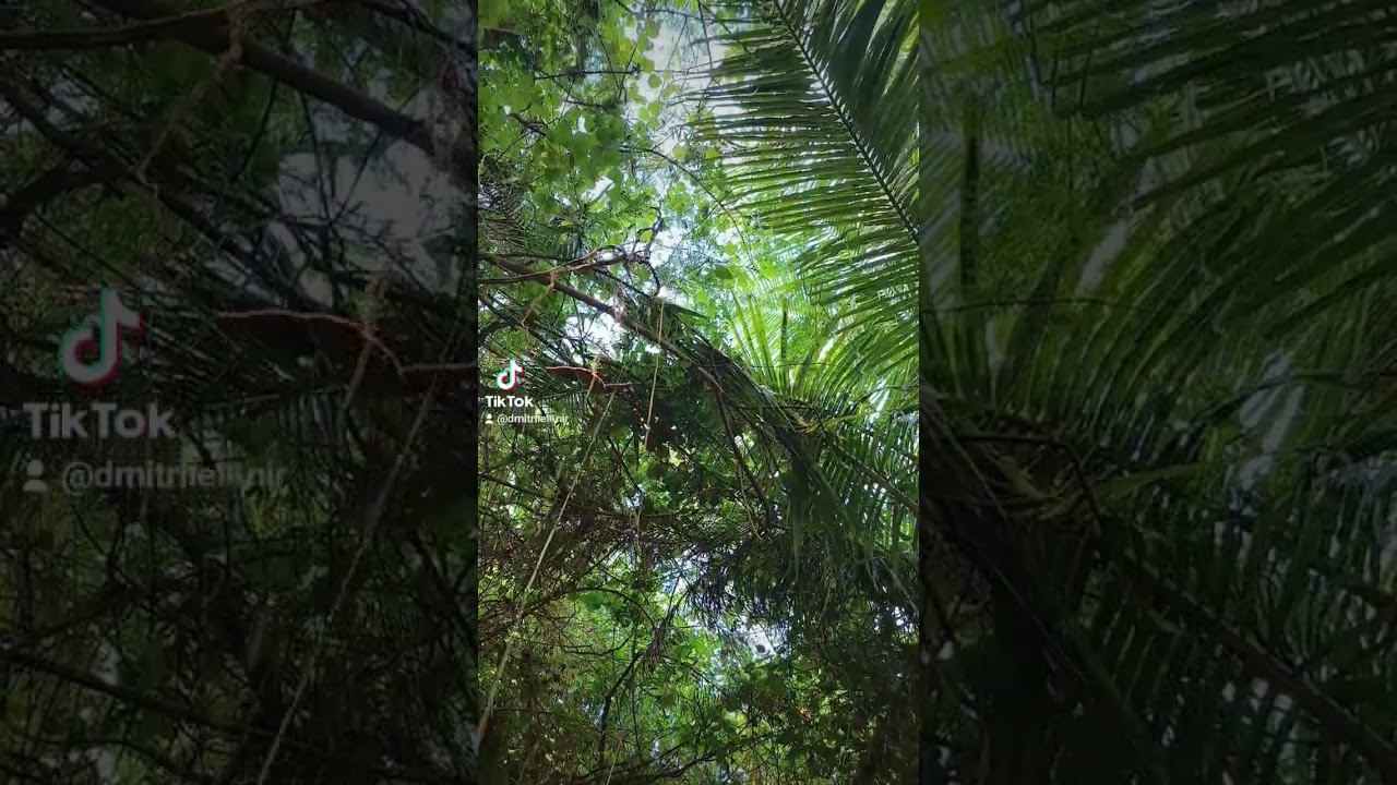 Tropical nature in the Philippines #nature #tropical #travel2023 #jungle #boracayisland #boracay смотреть онлайн