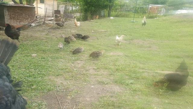 Как подрезать крылья индюкам смотреть онлайн