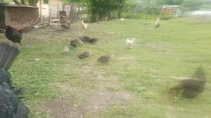 Как подрезать крылья индюкам