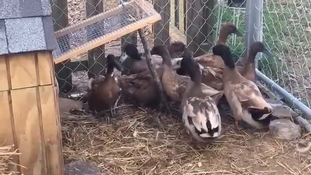 Welcome to Appalachia's Homestead with Patara~ смотреть онлайн