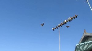 Голуби Крыма Александр Боровик 1