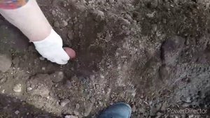Садим картошку  вручную