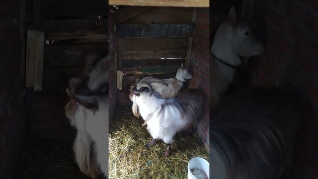 Брачные игры коз смотреть онлайн