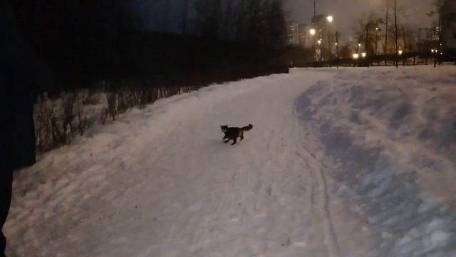 Пёс Тотоша и Шелке, бенгал кошка, символ наступающего НОВОГО 2023 ГОДА смотреть онлайн