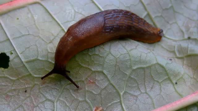 Martinu: Sonata for Violin and Piano in D Minor, H. 152 - I Allegro molto смотреть онлайн