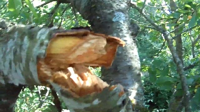 СЛОМАЛАСЬ ВЕТКА смотреть онлайн