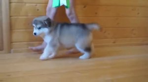 Щенок маламута 1.5 месяца