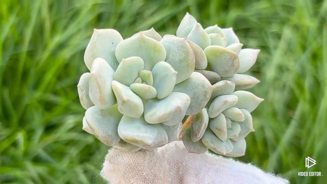 Echeveria ‘Cream Puff’ смотреть онлайн