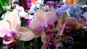 ХОМЯК В СТРЕССЕ или ЯНВАРСКИЙ ОБЗОР ОРХИДЕЙ магазин ОБИ. БАШМАК, МИЛЬТОНИЯ, ФАЛЕНОПСИС, КАМБРИЯ.