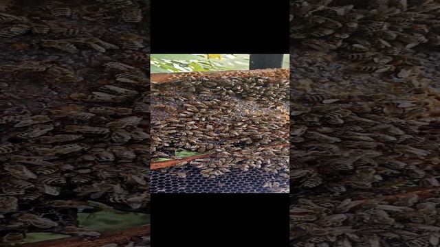 Просто позитивное видео с пчелками