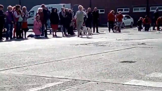 BIS international dog show 2.07.2017 Kaliningrad смотреть онлайн