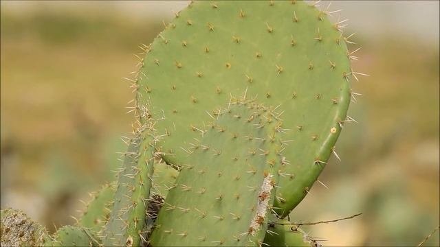 Cactus Wrens (Campylorhynchus Brunneicapillus)