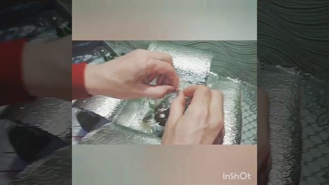 Глоксинии и фиалки от Тани Ким ( Мастерская Фиалки).