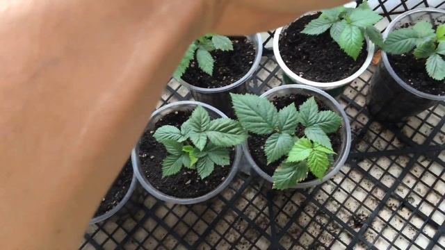 Результат и ошибки.стеблевый черенки ежевики смотреть онлайн