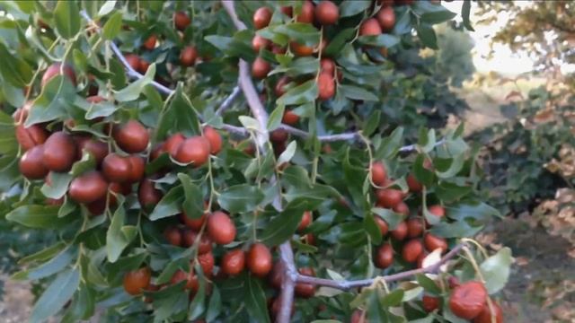 Зизифус сорт Конфетный смотреть онлайн