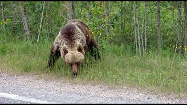 ПОЛИЦЕЙСКИЕ ЗАСТРЕЛИЛИ МЕДВЕДЯ В центре Ухты! Медведь! Город Ухта! смотреть онлайн