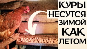 Куры несутся зимой как летом