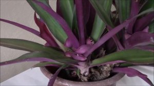 Рео.  Советы по уходу