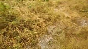 гриб который много кто проходит мимо, это подрешетник.полностью съедобен.