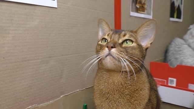 МЫ ПОСТУПИЛИ В КАРТОННУЮ ШКОЛУ ДЛЯ КОТОВ