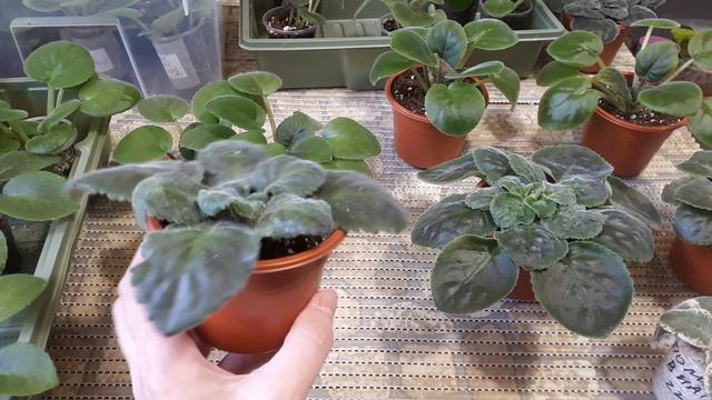 УРА!😍НАС 40.000 !!!👍Вопрос для Вас!🌸🌸🌸 смотреть онлайн