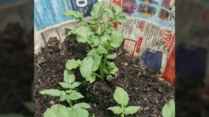 Red Norland Potato: Growing In Laundry Baskets!