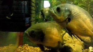 астронотусы растут