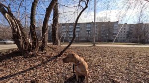 Питбуль на улице и дома + Добавлено видео и фото Хорька изучающего Апельсин??