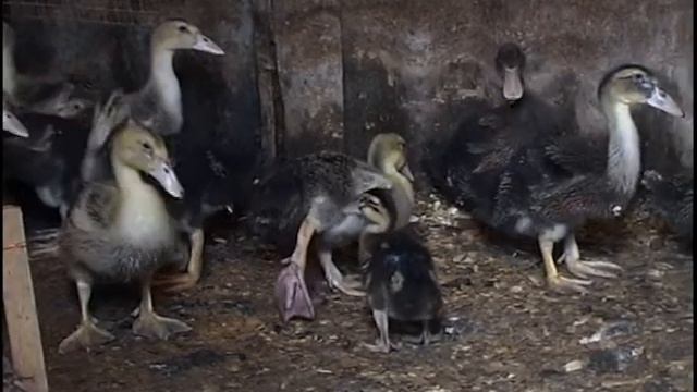 сюжет "Пластблок" (2014-03) фермер смотреть онлайн