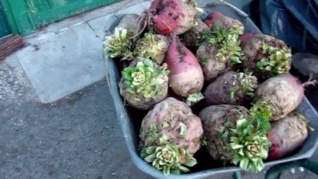 Убираем морковь. Лже морковь! Сортировка, сушка//Сельское подворье//Россия//