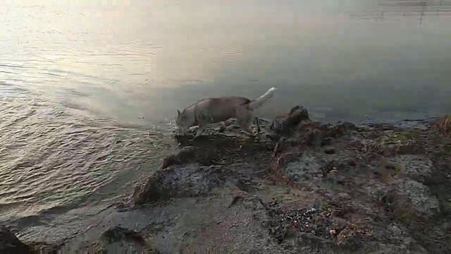 Хаски и акиты - вечерняя прогулка 1 смотреть онлайн