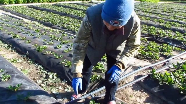 Моя клубника (06.10.2021). Эксперимент! Накрываем в зиму белым агроволокном! смотреть онлайн